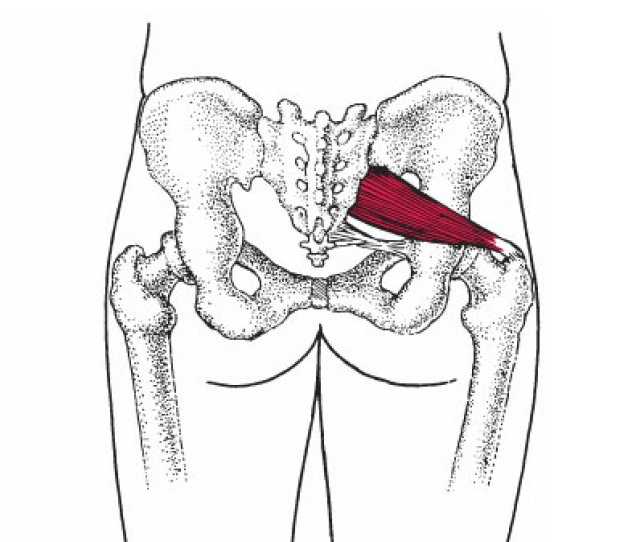 http://backmusclesolutions.com/cdn/shop/articles/Piriformis_Muscle_Travell_Simons_1200x1200.png?v=1639601971