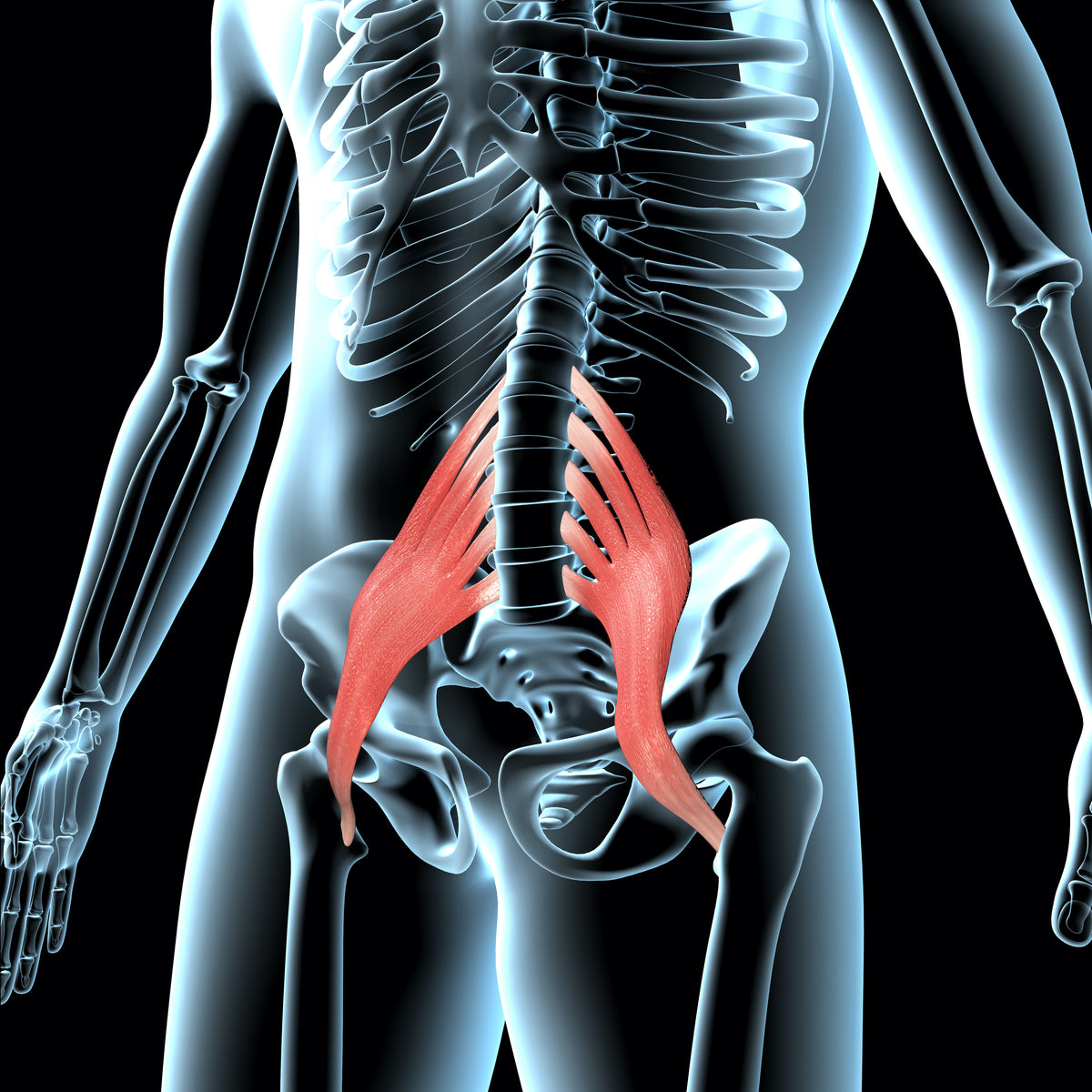 QL And Psoas Muscles Why They Cause Lower Back Pain