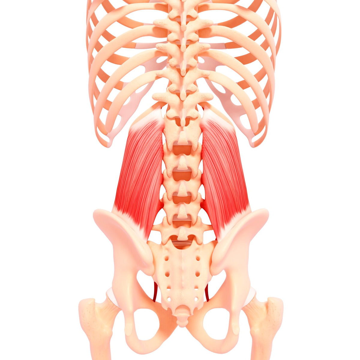 Quadratus Lumborum quadratus-lumborum