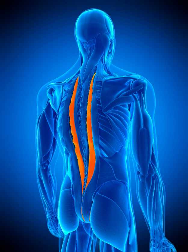 Erector 4 Effective Erector Spinae Stretches for a Flexible and Stronger Back