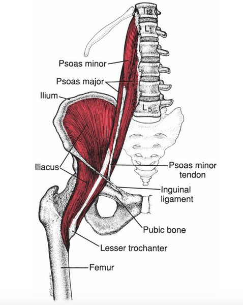 Iliacus Trigger Point Pattern Iliacus And Psoas Major