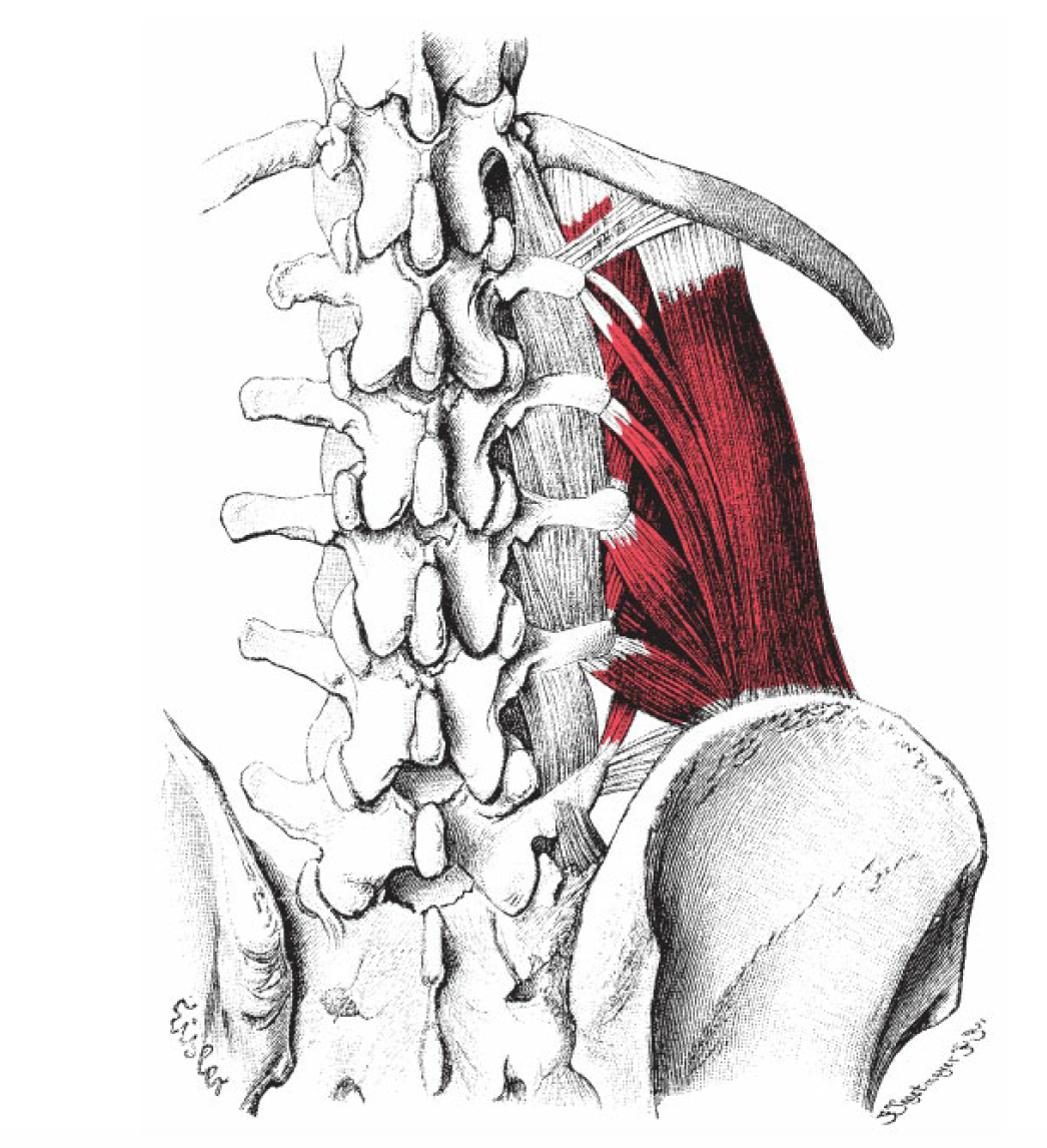 M Intertransversarii laterales Lumborum